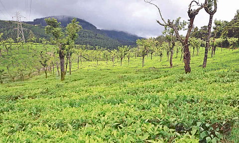 File photo of sprawling tea estate in Valparai