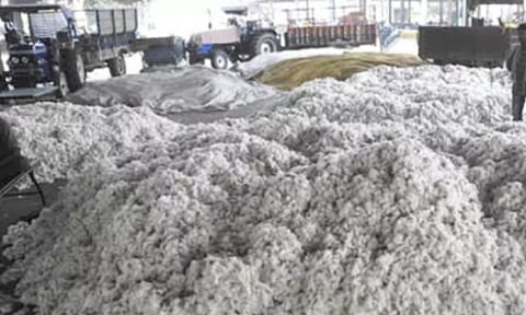 TN cotton farmers demand production subsidy (IANS)