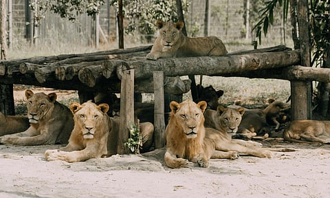 Nepal officially joined the International Big Cat Alliance (Photo/Pexels)