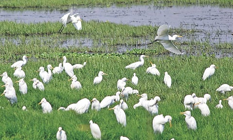 Birds in pallikaranai marshland&nbsp;