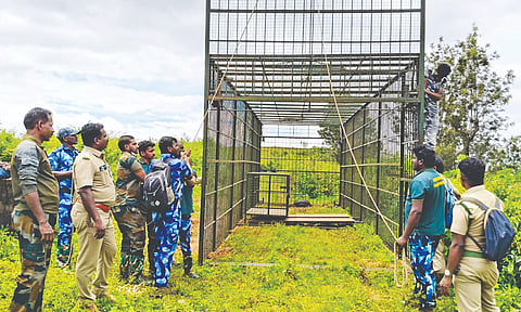 Forest department staff fix a massive cage to trap evasive tiger at Devarsholai in Gudalur
