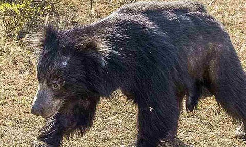 Sloth bear enters school, damages properties in Nilgiris