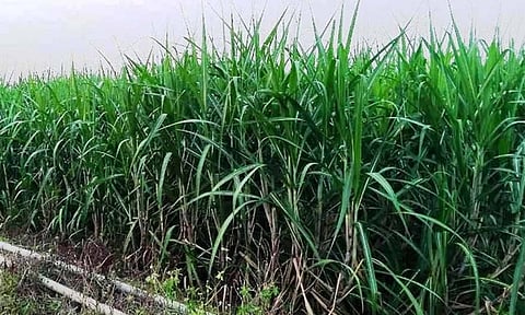 Sugarcane cultivation in Perambalur&nbsp;