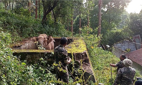 Female elephant rescued from water tank in Coonoor
