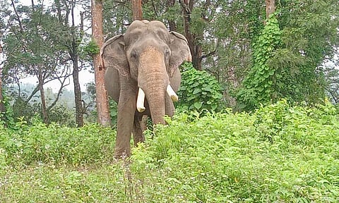 A kumki, from Theppakadu elephant camp in Mudumalai, deployed in ‘O’ Valley in Gudalur