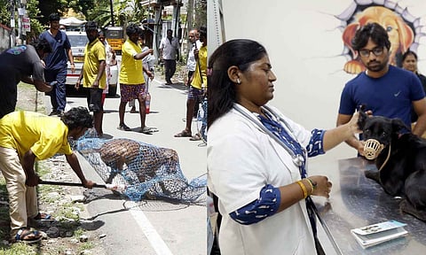 Workers entrusted by the Chennai Corporation have started catching stray dogs from the city streets