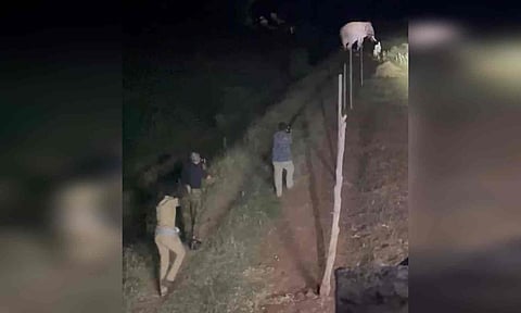 Forest department personnel in action to capture the wild elephant 'Rolex'&nbsp;&nbsp;