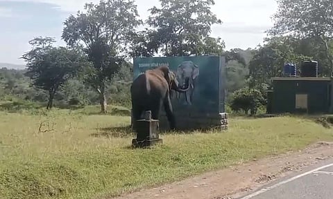 Wild elephant expresses shock at its painted image in Mudumalai
