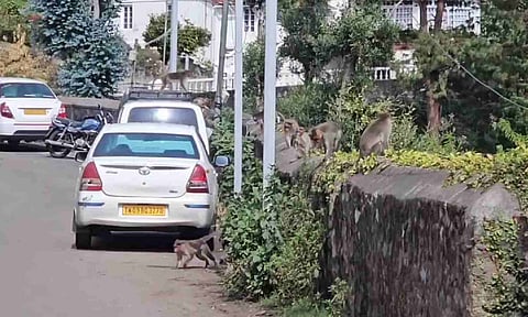 Bengaluru tourist injured in monkey attack at Guna Caves