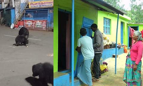 Bears roaming in Manjoor Bazaar