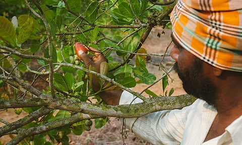 East Anglia to Andhra, farmers finding greener ways