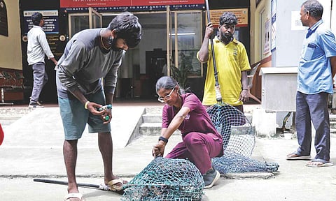 A trainee veterinarian administering the vaccine to a stray canine in Royapuram zone on Monday (Photo: Manivasagan)