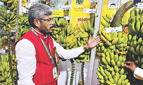 NRCB Director R Selvarajan explaining the features of the new banana varieties to a visitor at the Agri Business Festival 2025