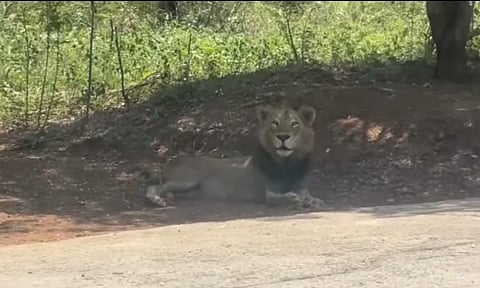 File pic of the missing lion