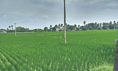 Paddy field