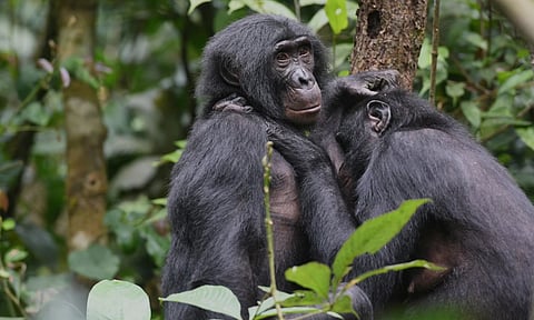 Love's battles: Females' secret biology of longer lives