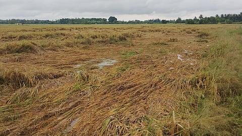 Visual from the Delta region&nbsp;