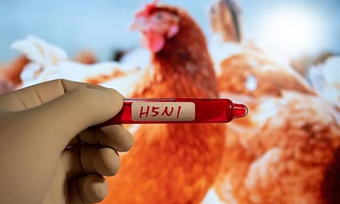 Avian influenza (Photo: IANS)