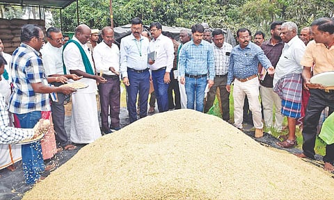 Central team inspecting moisture content of paddy in Tiruvarur