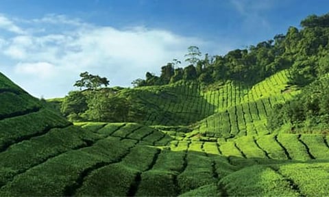 The Dunsandle Tea Estate (Photo: Bombay Burmah Trading corportation Limited website)