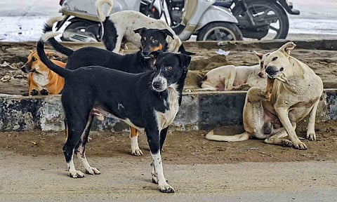 Stray dogs case: SC refuses to exempt Bihar chief secretary from appearing before it on Nov 3