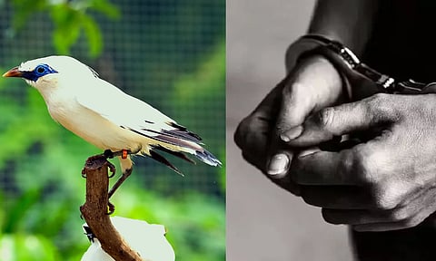 Bali Myna birds&nbsp;