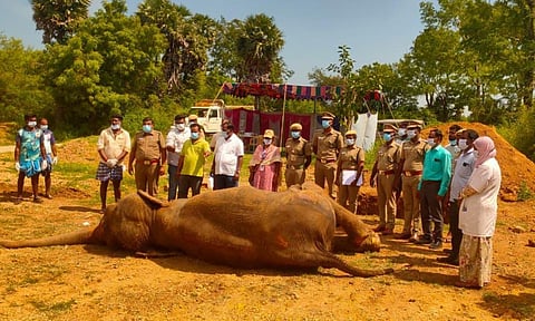 Elephant Indira was buried in the rehabilitation premises in the evening.
