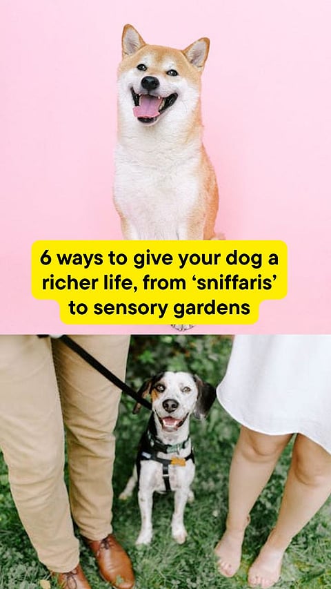 6 ways to give your dog a richer life, from â€˜sniffarisâ€™ to sensory gardens
