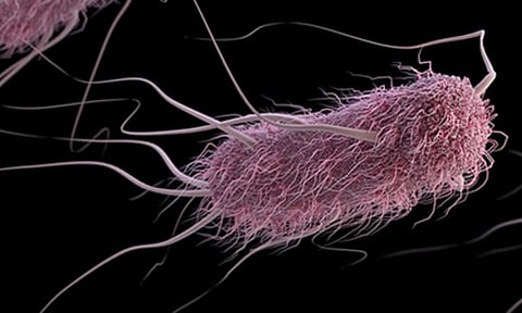 Antimicrobial peptides can curb Salmonella (IANS)