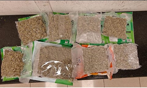 Hydroponic ganja seized at Chennai airport