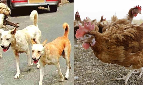 Stray dogs kill 50 country chickens&nbsp;