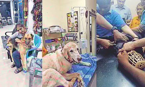 Kirthana &amp; pictures of canine blood receiver and donor at the Hope For Critters NGO