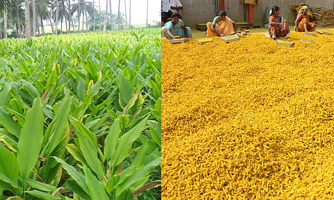 No cheer for turmeric cultivators in Tamil Nadu