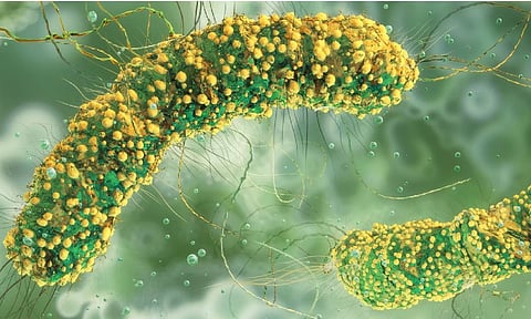 How scientists are hacking bacteria to treat cancer, self-destruct, then vanish without a trace