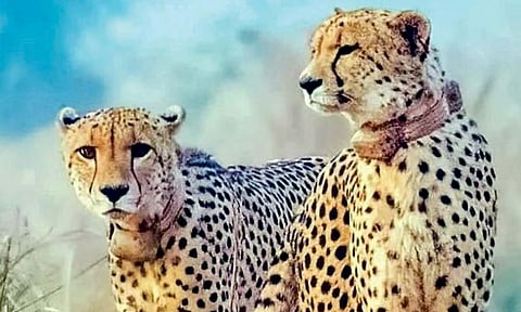 Representative image&nbsp;