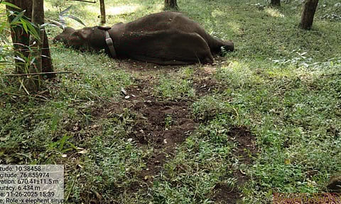 Elephant Rolex, which was captured in Coimbatore, died in a fall in ATR.

