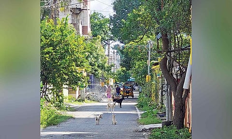 Stray dogs roam Nehru Street in Senthil Nagar