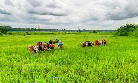 Farmers (IANS)&nbsp;