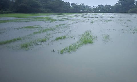 A scene of rainwater pooling in a samba cultivation field due to heavy rains at Manalmedu district&nbsp;