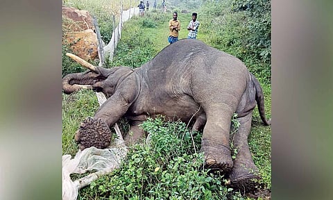 Carcass of the electrocuted wild elephant at Bargur Hills