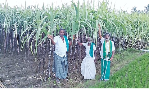 Farmers at a sugarcane farm in Umayalpuram in Thanjavur