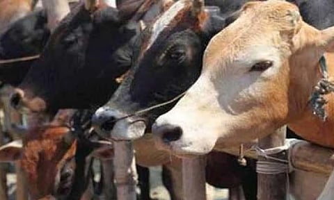 VHP warns of statewide stir in Karnataka against move to ease cattle transport law