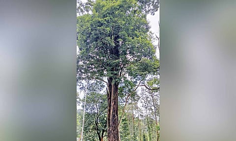 Rosewood tree at risk as Conservation law lapses in TN