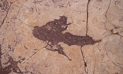 Ancient imprints: Bolivian tracksite reveals dinosaur behaviour secrets