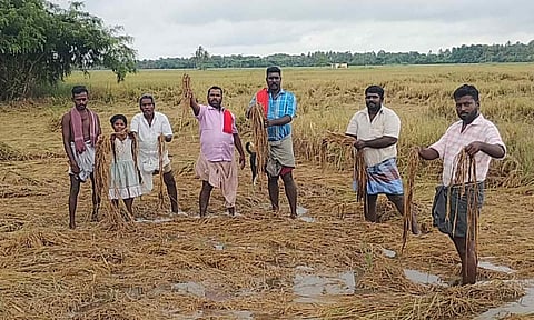 Farmers exhibit drenched and rotted crop in Nagapattinam (file picture)&nbsp;