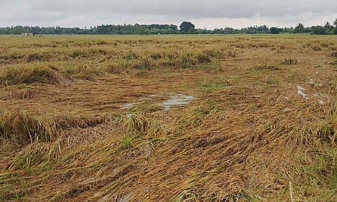 Submerged crops decay in Nagapattinam (file photo)&nbsp;