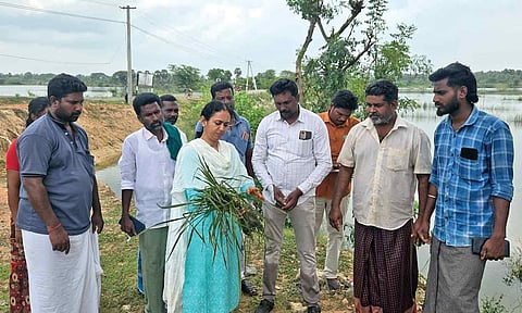 Thanjavur Joint Director of Agriculture G Vidya inspecting damaged crop