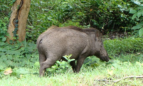 Indian wild boar&nbsp;