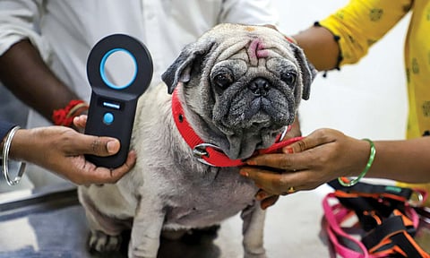 Representative image