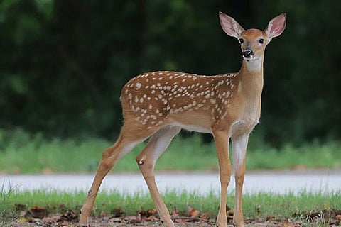 Representative image